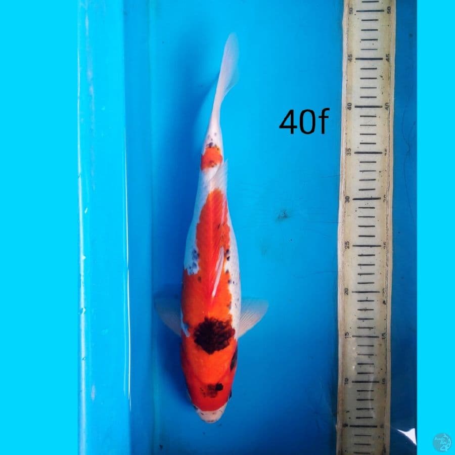 goshiki, 40cm female