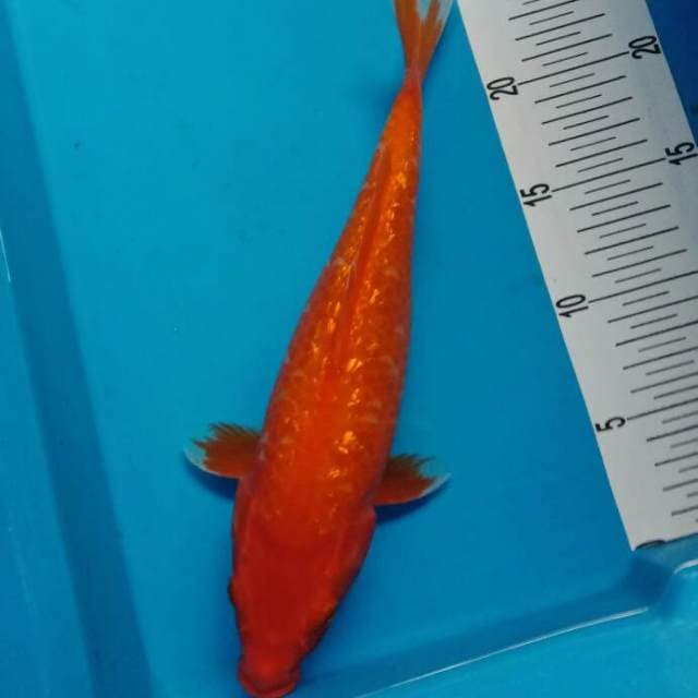 benigoi ginrin