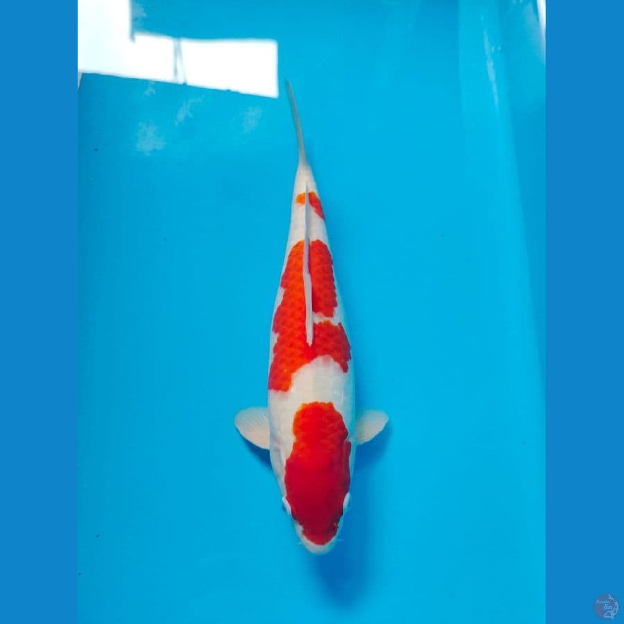SQ Kohaku 35 cm