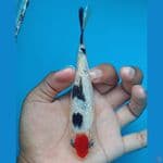 Tancho showa ginrin 16cm 