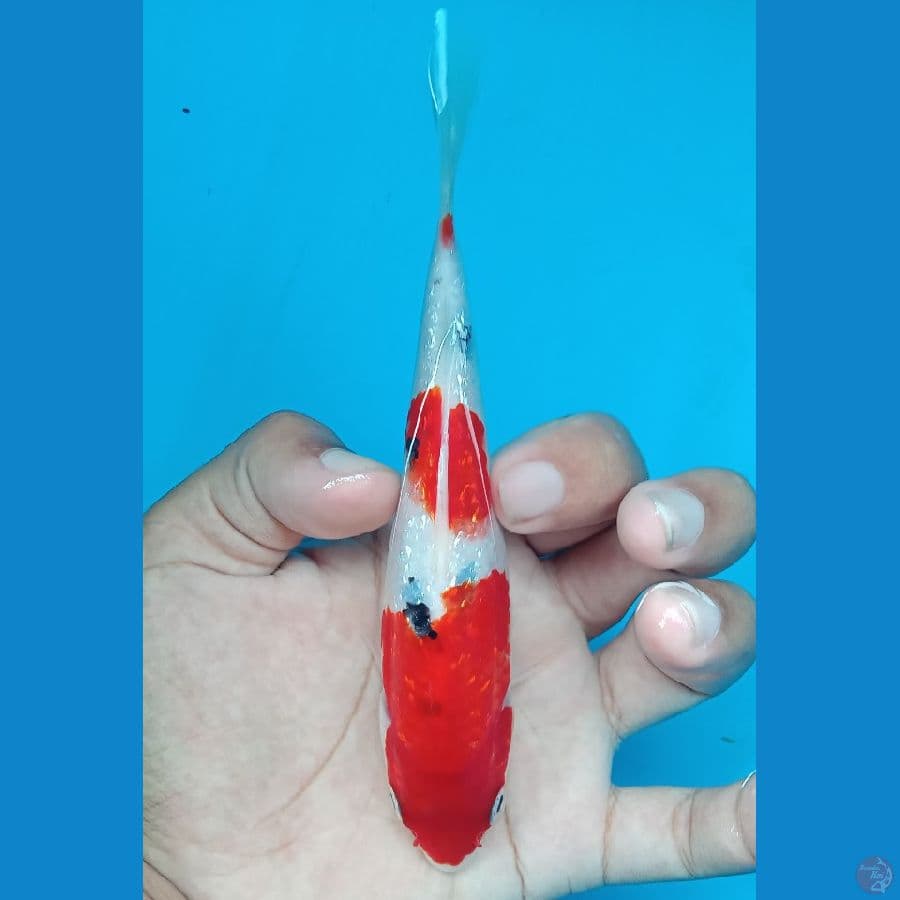 sanke ginrin 15cm 