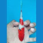 sanke ginrin 15cm 