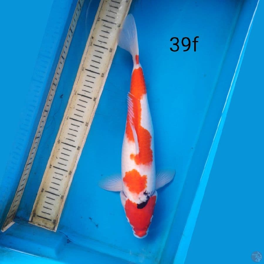 sanke, 39cm female