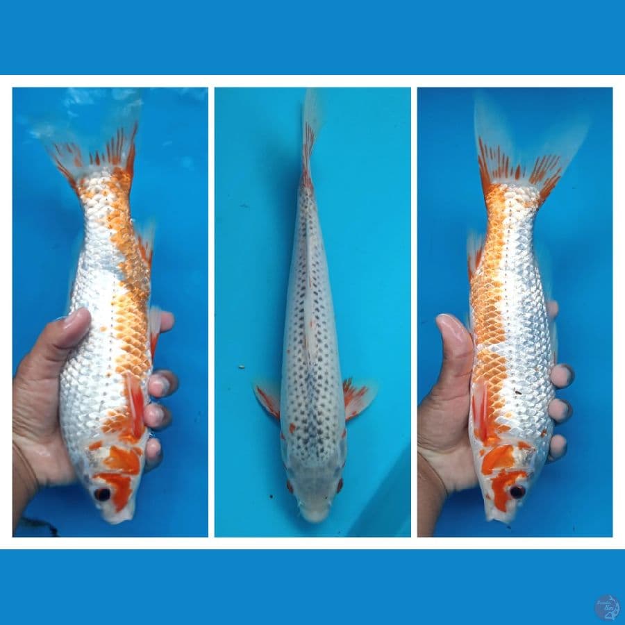 asagi jos 31cm