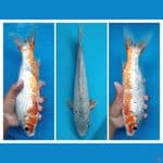 asagi jos 31cm 