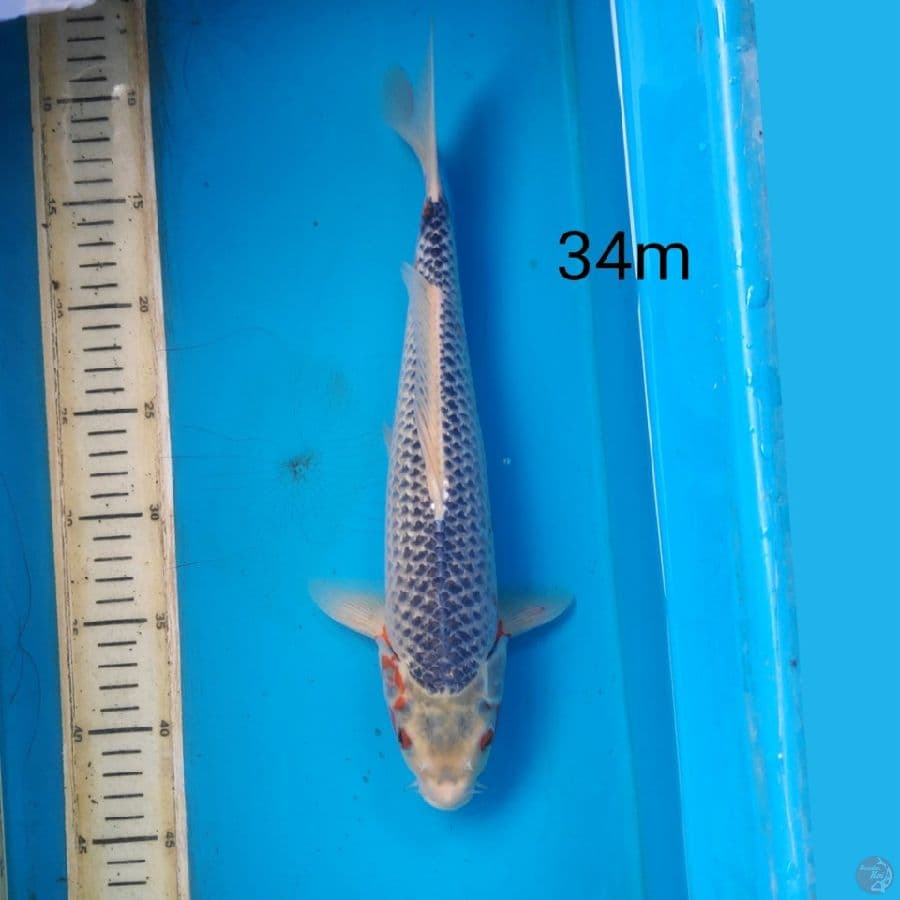 asagi, 34cm male