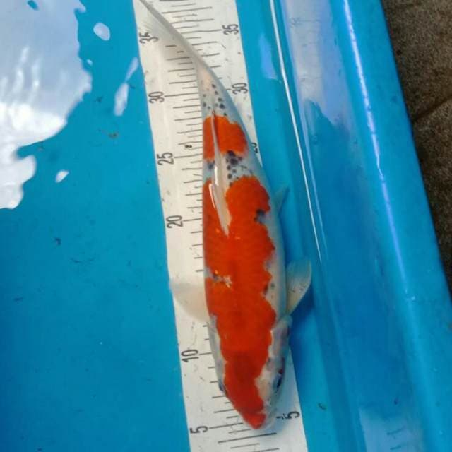 ghosiki merah 34 cm