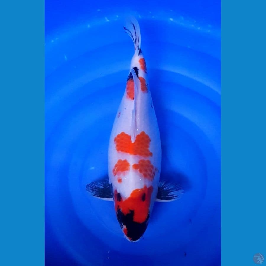 SHOWA GENDONG TELOR 45 CM