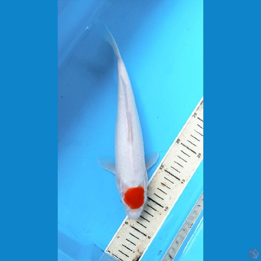 Tancho 28cm