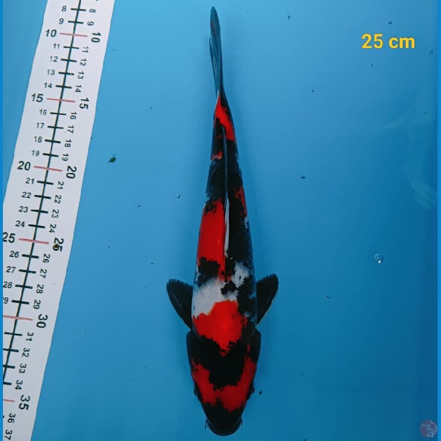 showa 25 cm