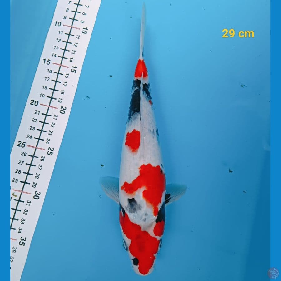 showa 29 cm