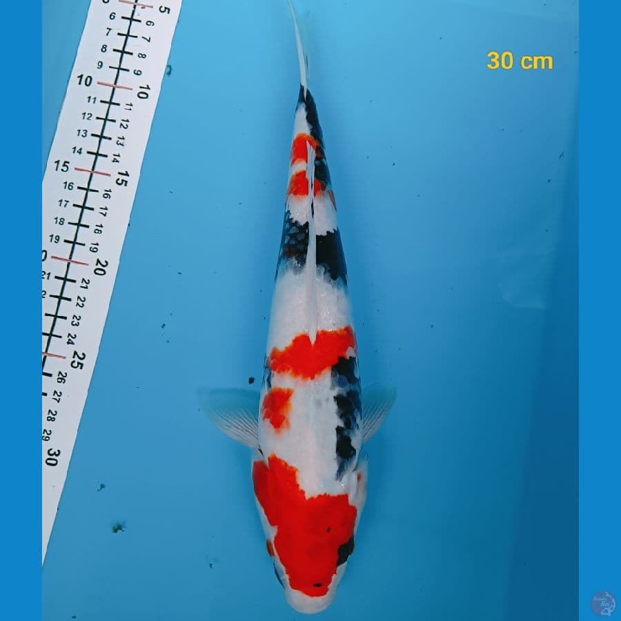 showa 30 cm