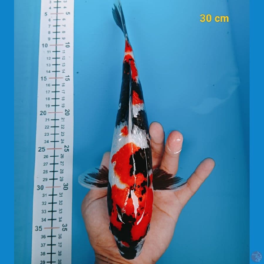 showa ginrin 30 cm