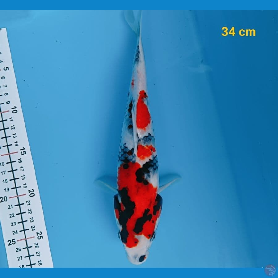 showa 34 cm