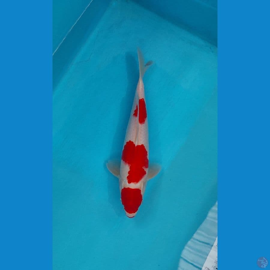 maruten kohaku merah strong male 32 cm