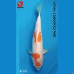 Kohaku 42cm Import Dainichi Koi Farm