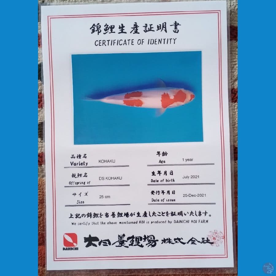 Kohaku 42cm Import Dainichi Koi Farm