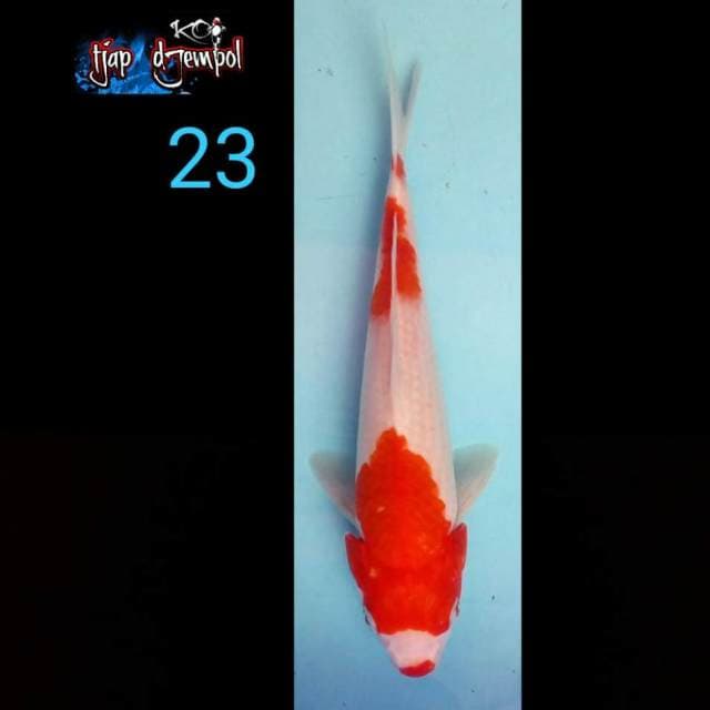 Kucibeni 23