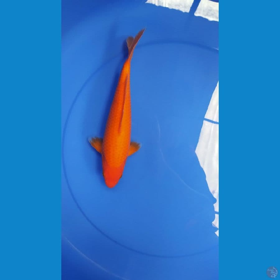 red karasi 25 cm male