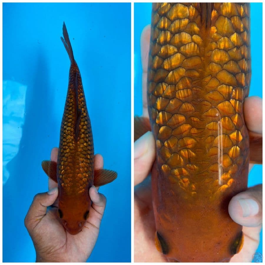Cagoi Ginrin 30cm