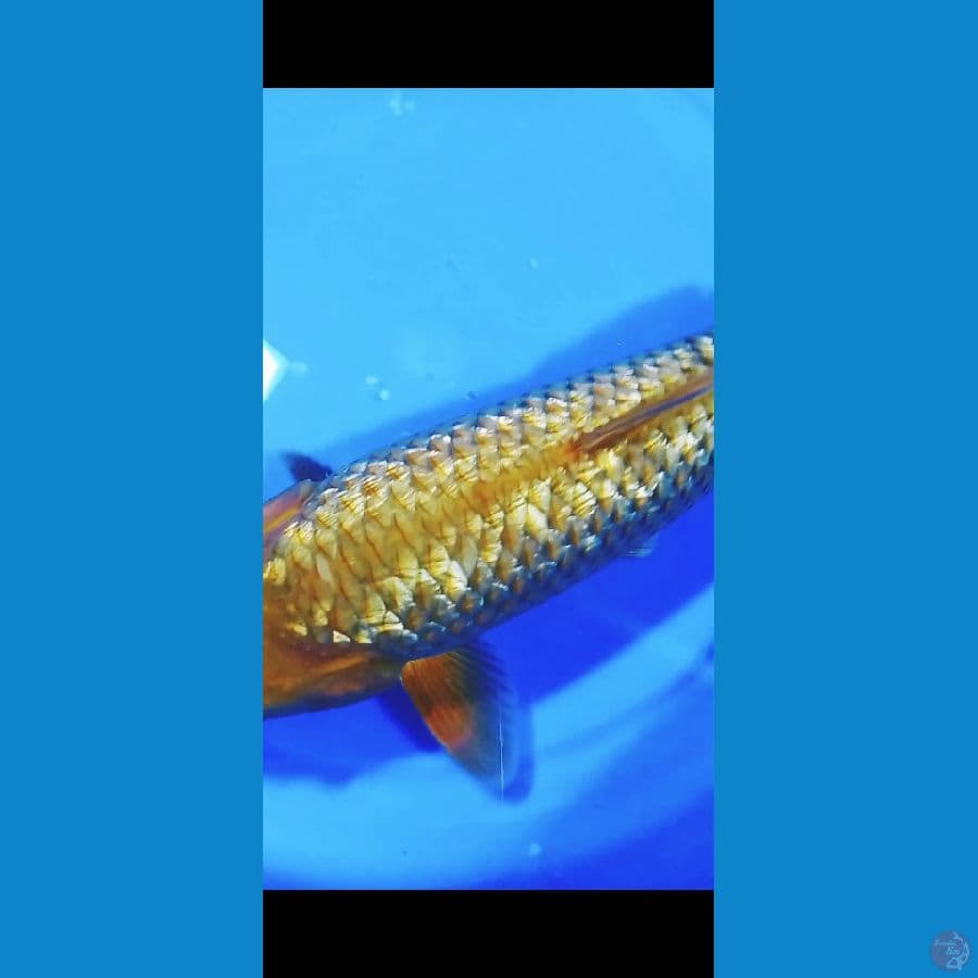 SQ karamel ginring jagung 33CM