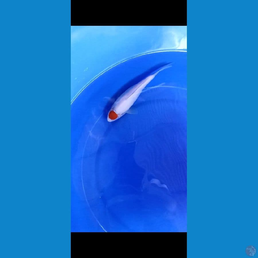 Tc kohaku SB