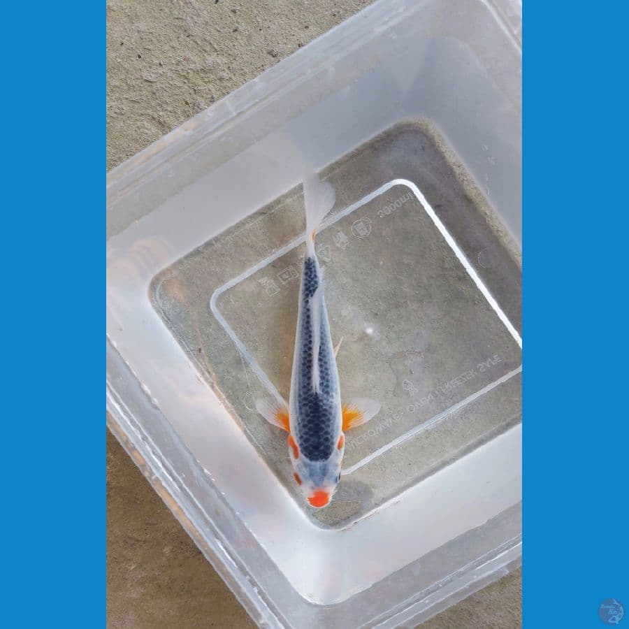 ASAGI SQ 17cm 