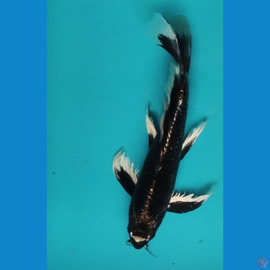 Kumpay Antik 31cm Male