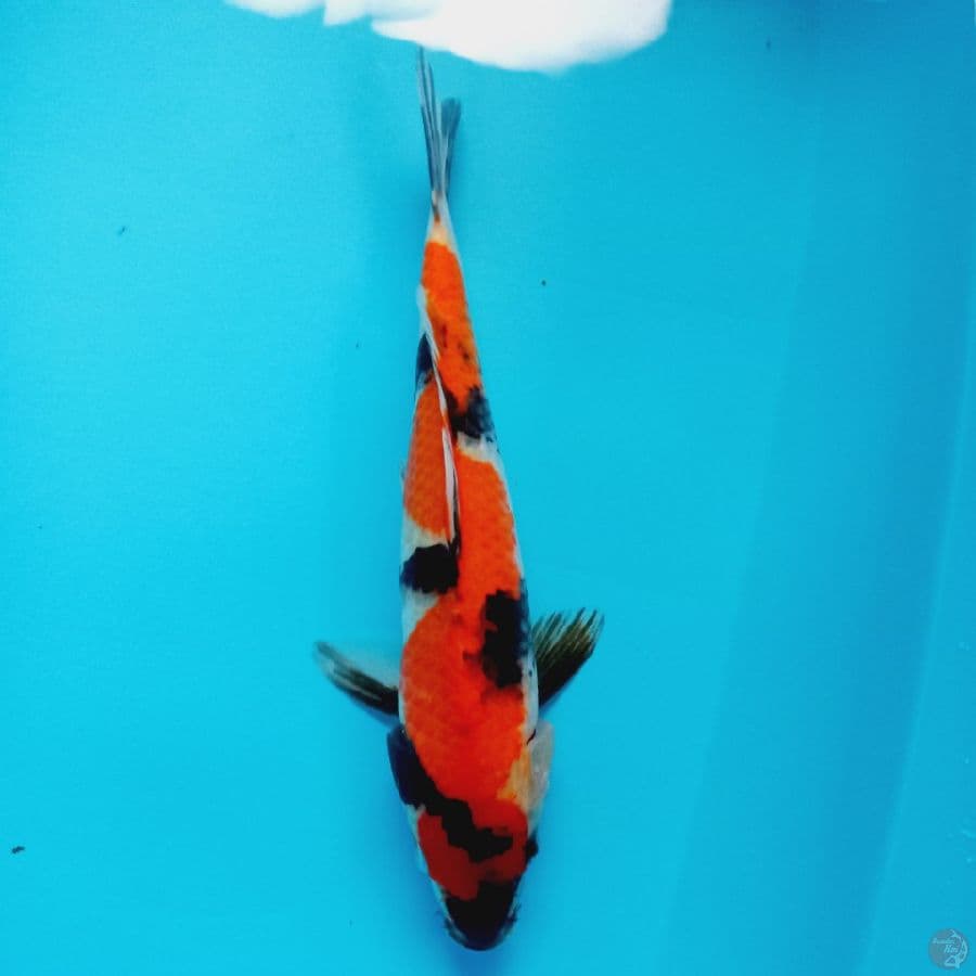 SHOWA//ML 32 CM 