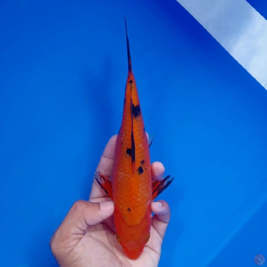 MIZU - AKA BEKKO 21CM