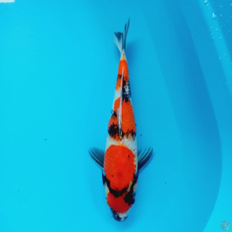 SHOWA//ML 35 CM 
