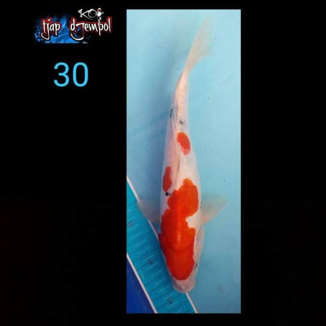 Doit 30 cm
