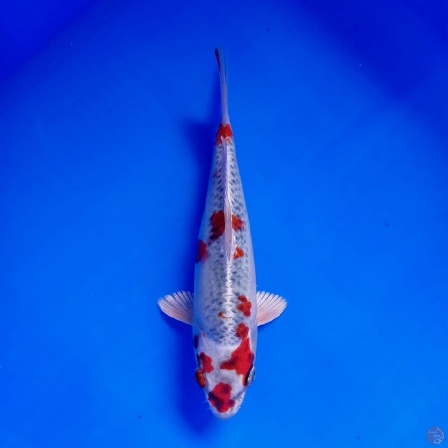 MIZU - KUJAKU 23CM