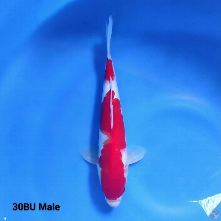 Strong Kohaku 30BU Male
