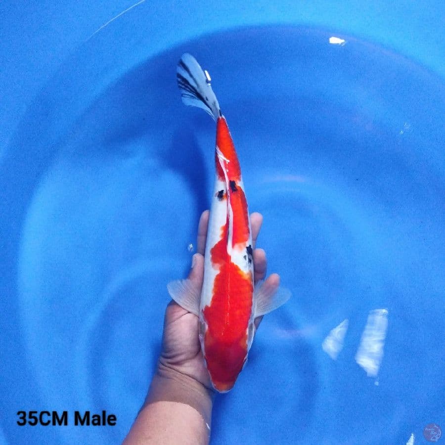Sanke 35CM Male