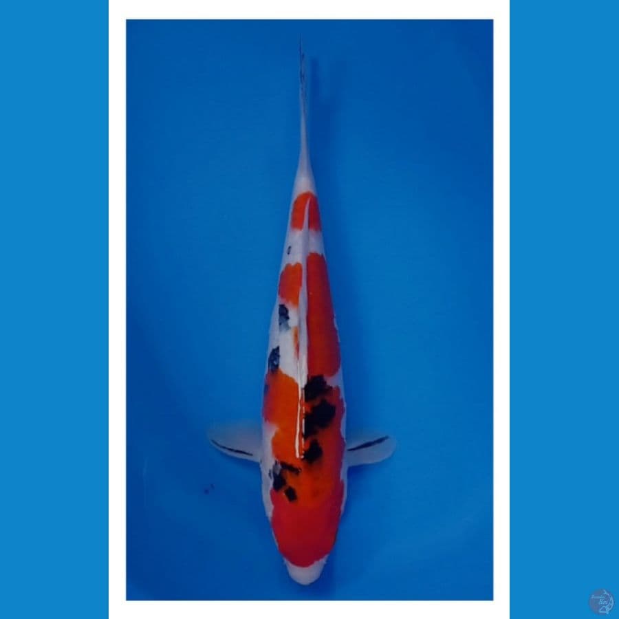 sanke 31 cm