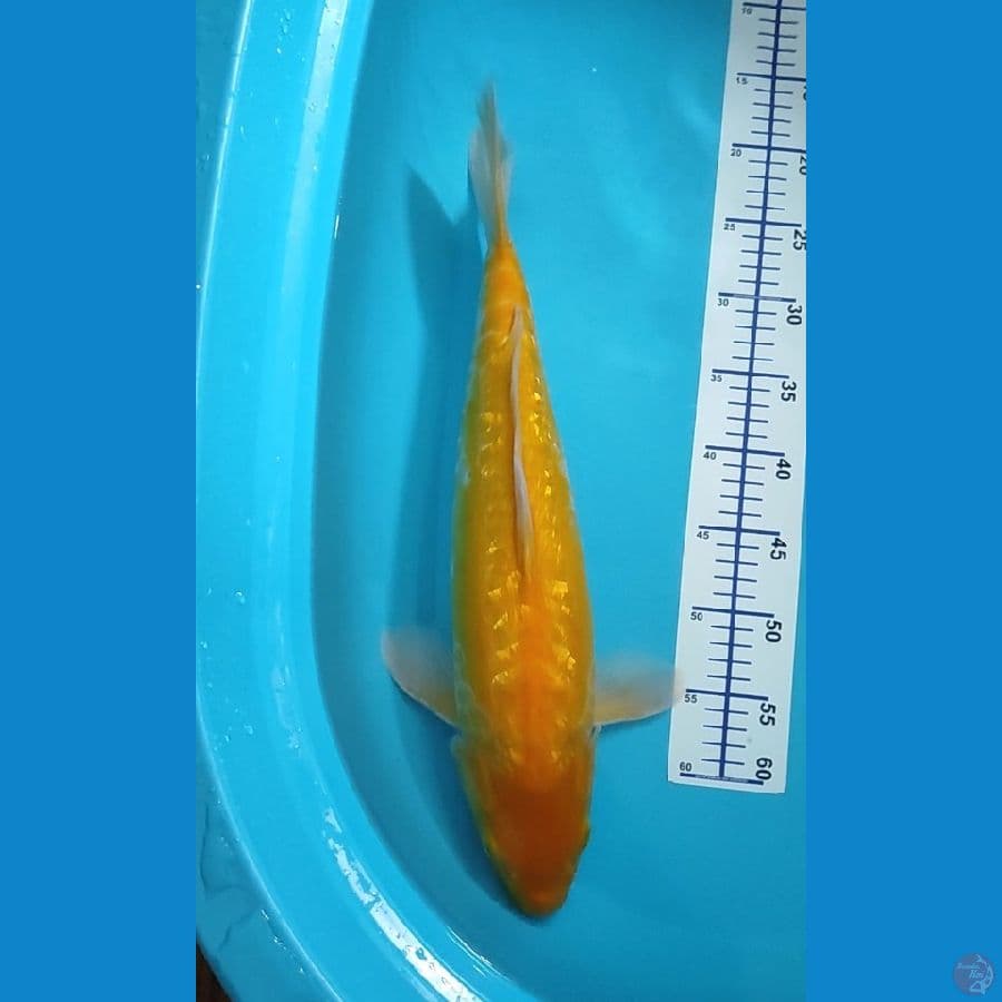 Karasi 50 cm ginrin