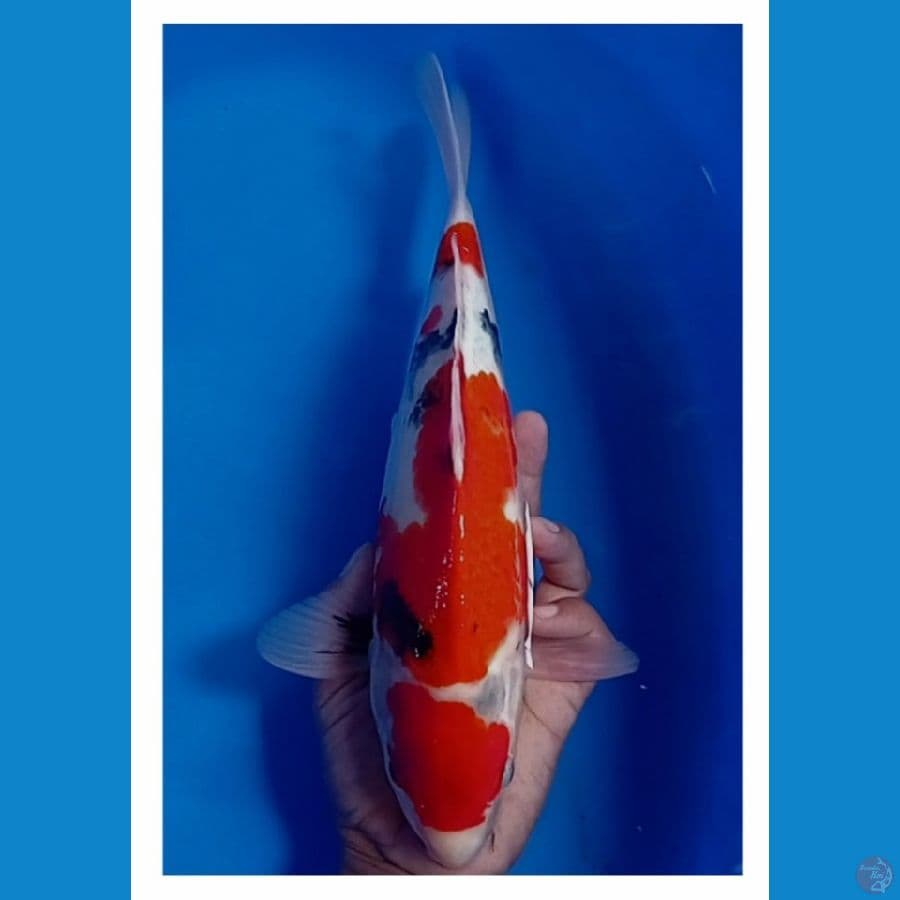 showa tategoi 34 cm / male 