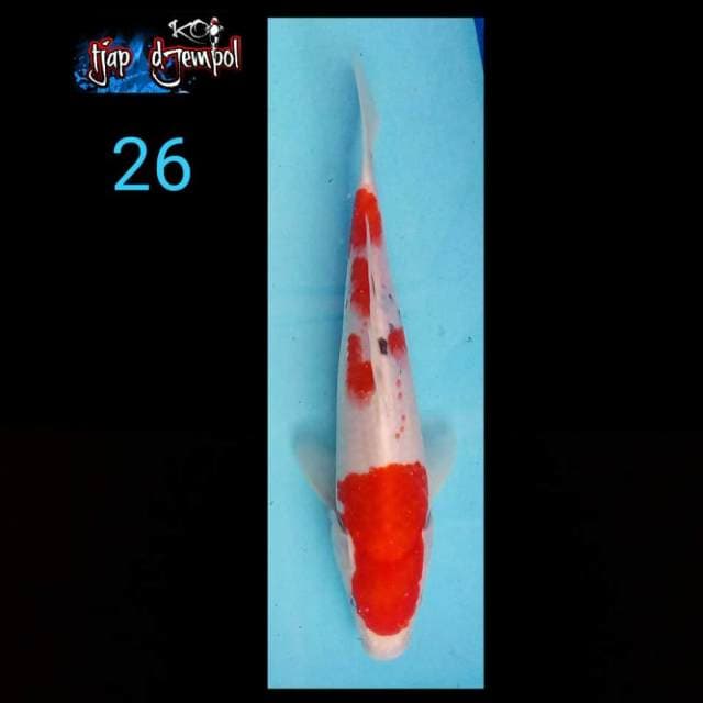 Sanke tate 26 cm