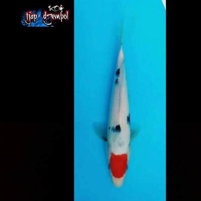 Tancho sanke 28 cm