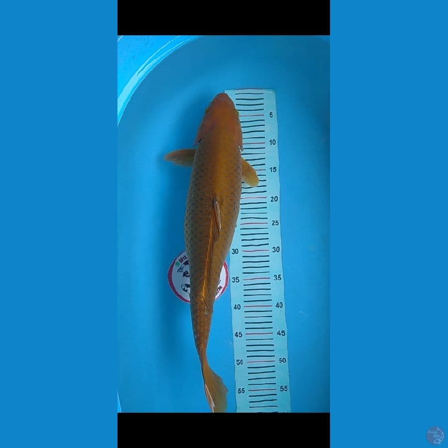 Cagoi fimale 55cm