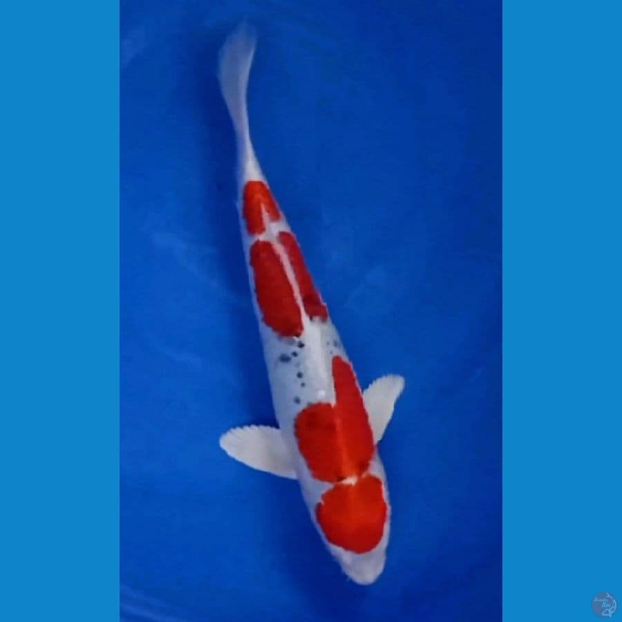 kujaku 34 cm / male