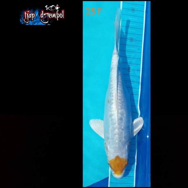 Hariwake 25 cm