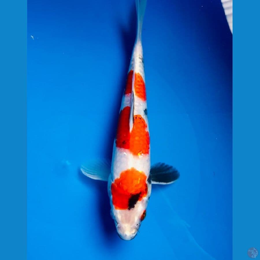 showa tategoi 24cm
