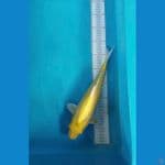 OGON 33 cm
