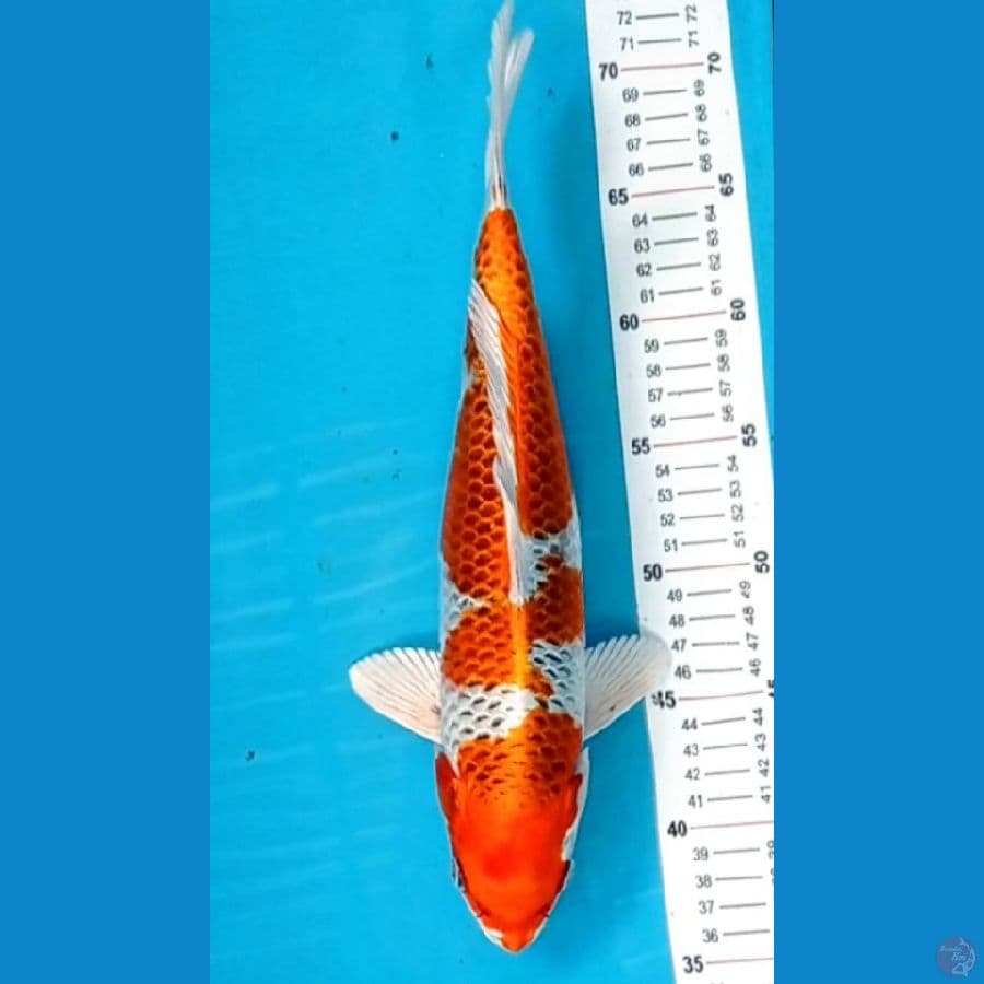 kujaku 34 cm ori