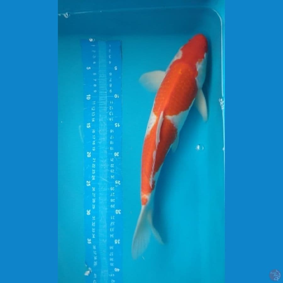 kohaku jantan 36cm 