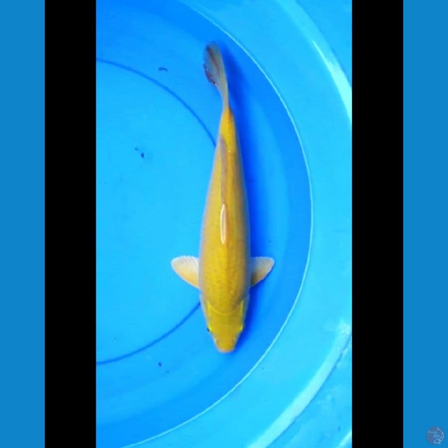 Karashi 36 cm male