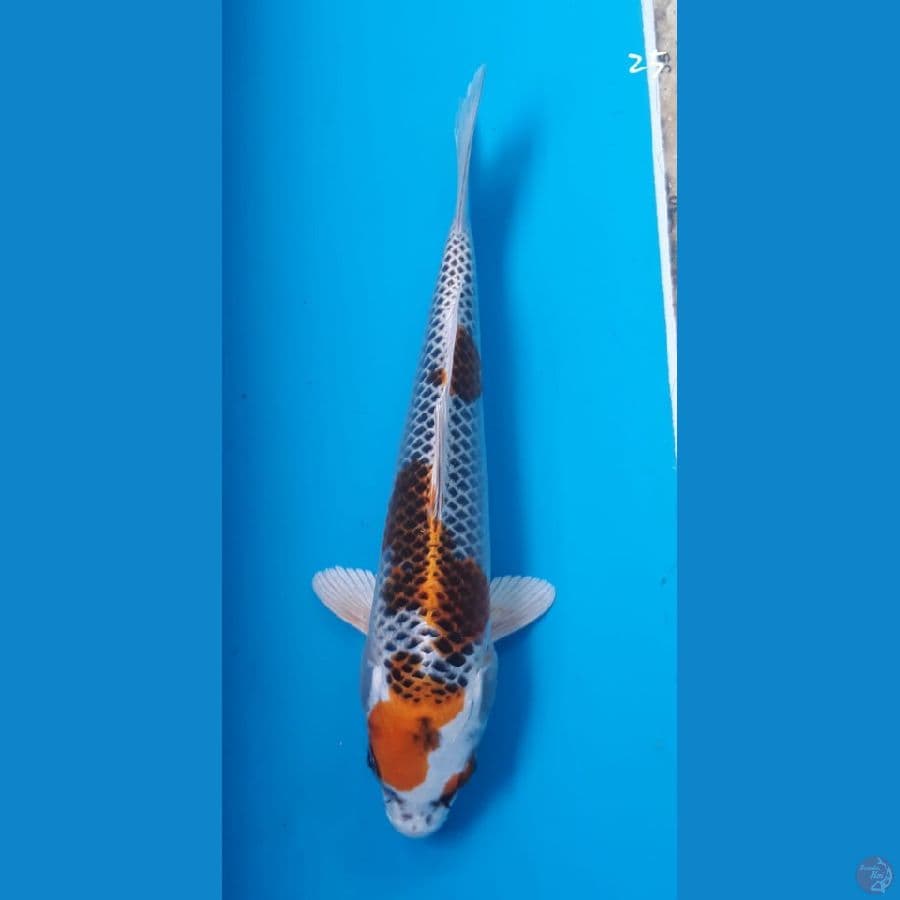 Kujaku 25cm