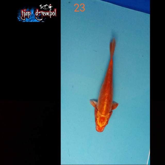 Doitsu 23 cm